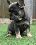 Lily - French Bulldog Girl