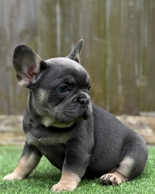 Lily - French Bulldog Girl