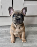 Ember - French Bulldog (Female)