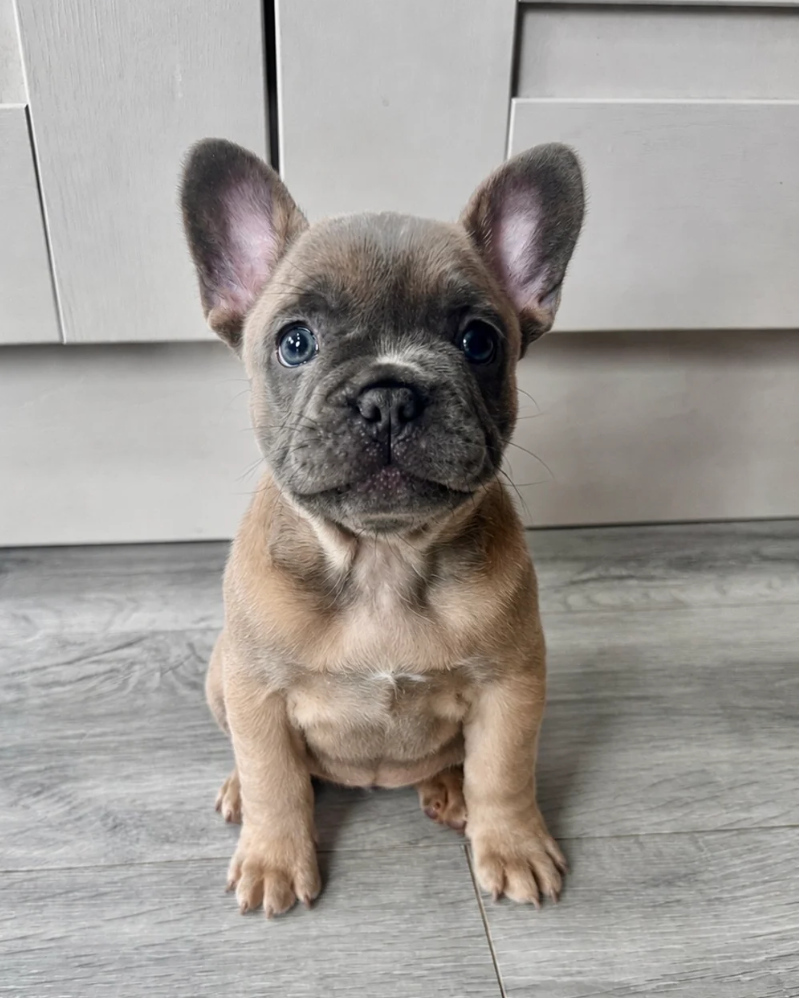 Ember - French Bulldog (Female)
