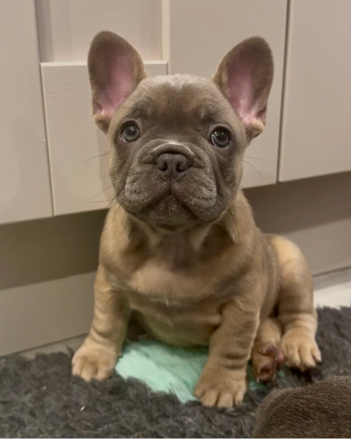 Ember - French Bulldog (Female)