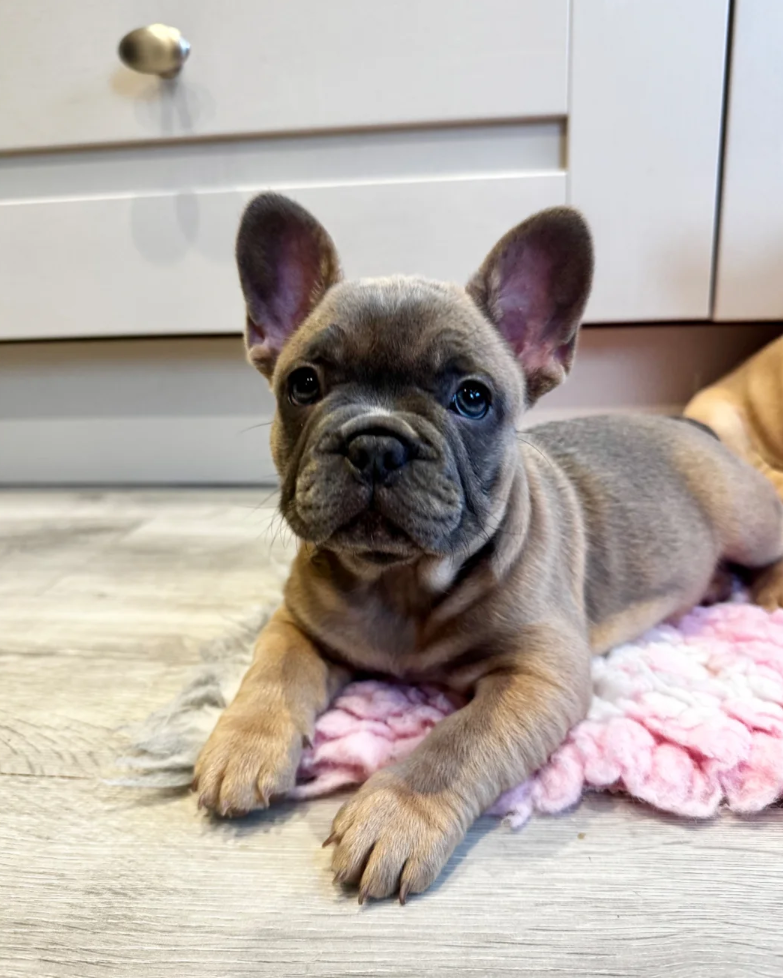 Ember - French Bulldog (Female)