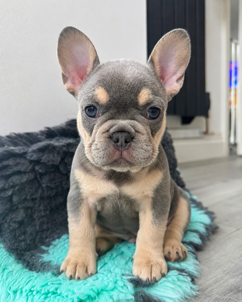 Monaco – Male French Bulldog