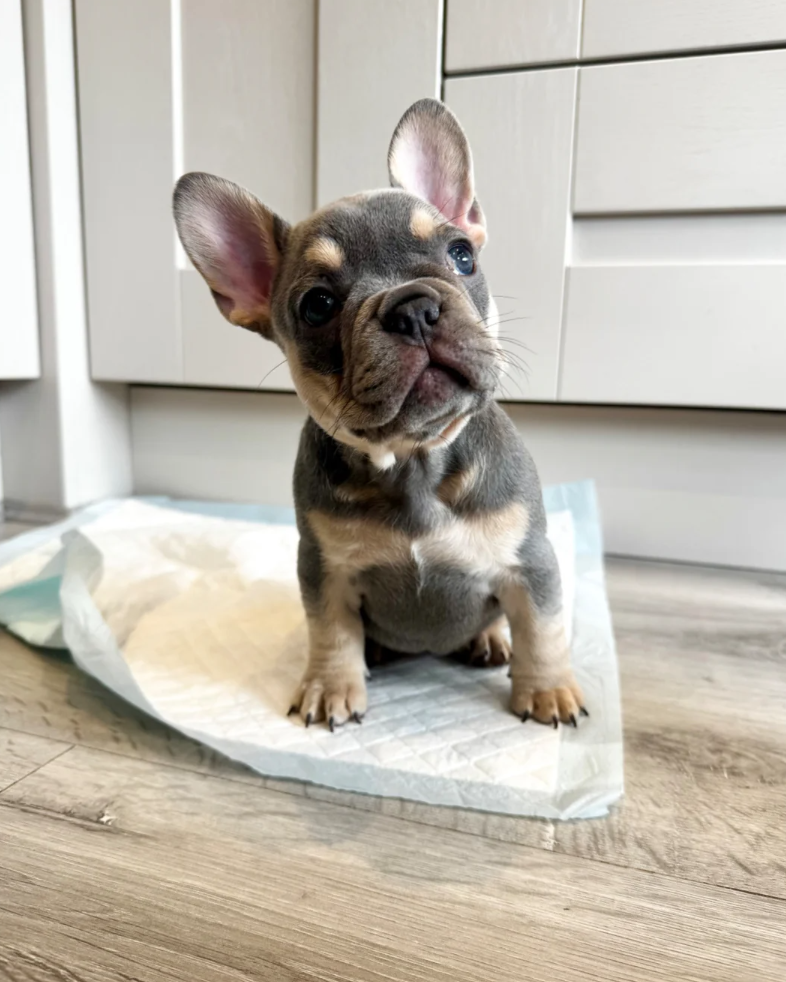 Monaco – Male French Bulldog