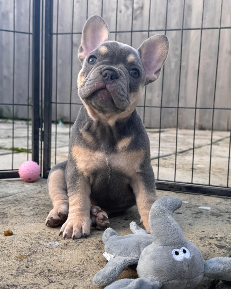 Monaco – Male French Bulldog