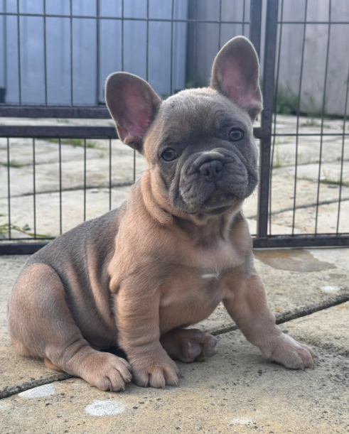 Marcel – Male French Bulldog