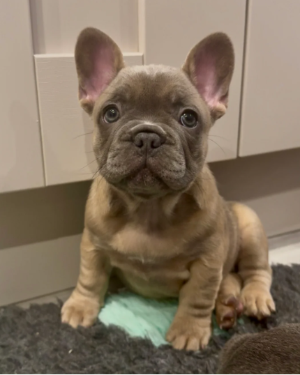 Marcel – Male French Bulldog