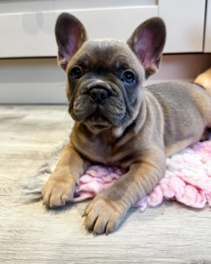 Marcel – Male French Bulldog
