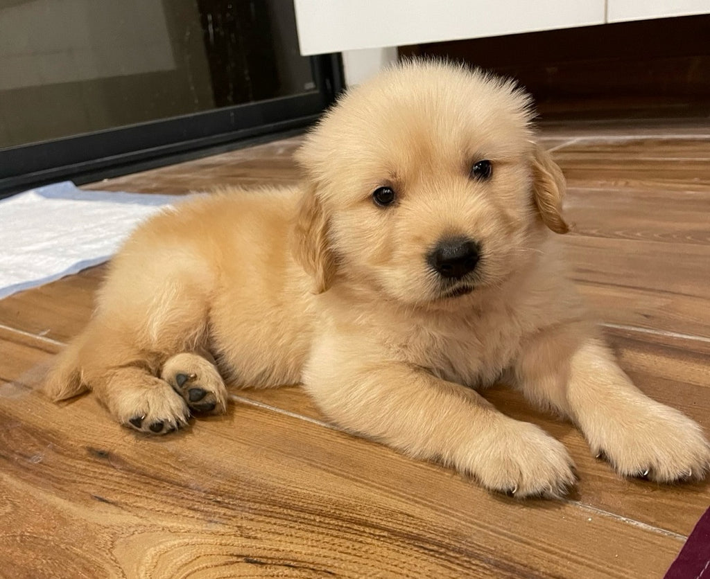 Golden Retriever Puppy – Daisy (Female)