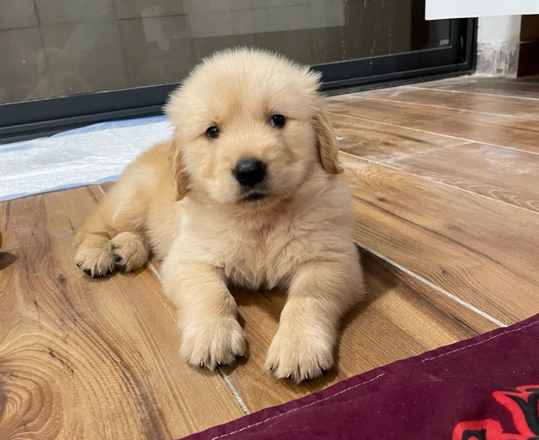 Golden Retriever Puppy – Daisy (Female)
