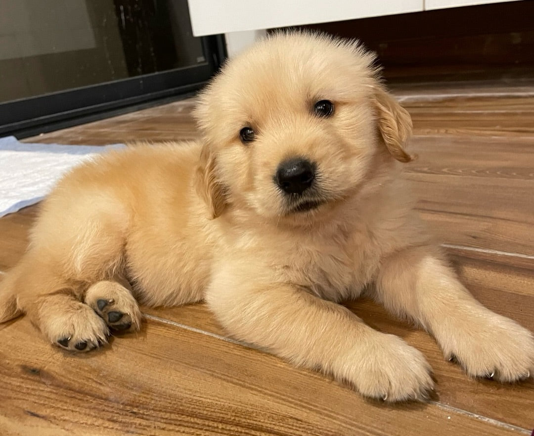 Golden Retriever Puppy – Daisy (Female)